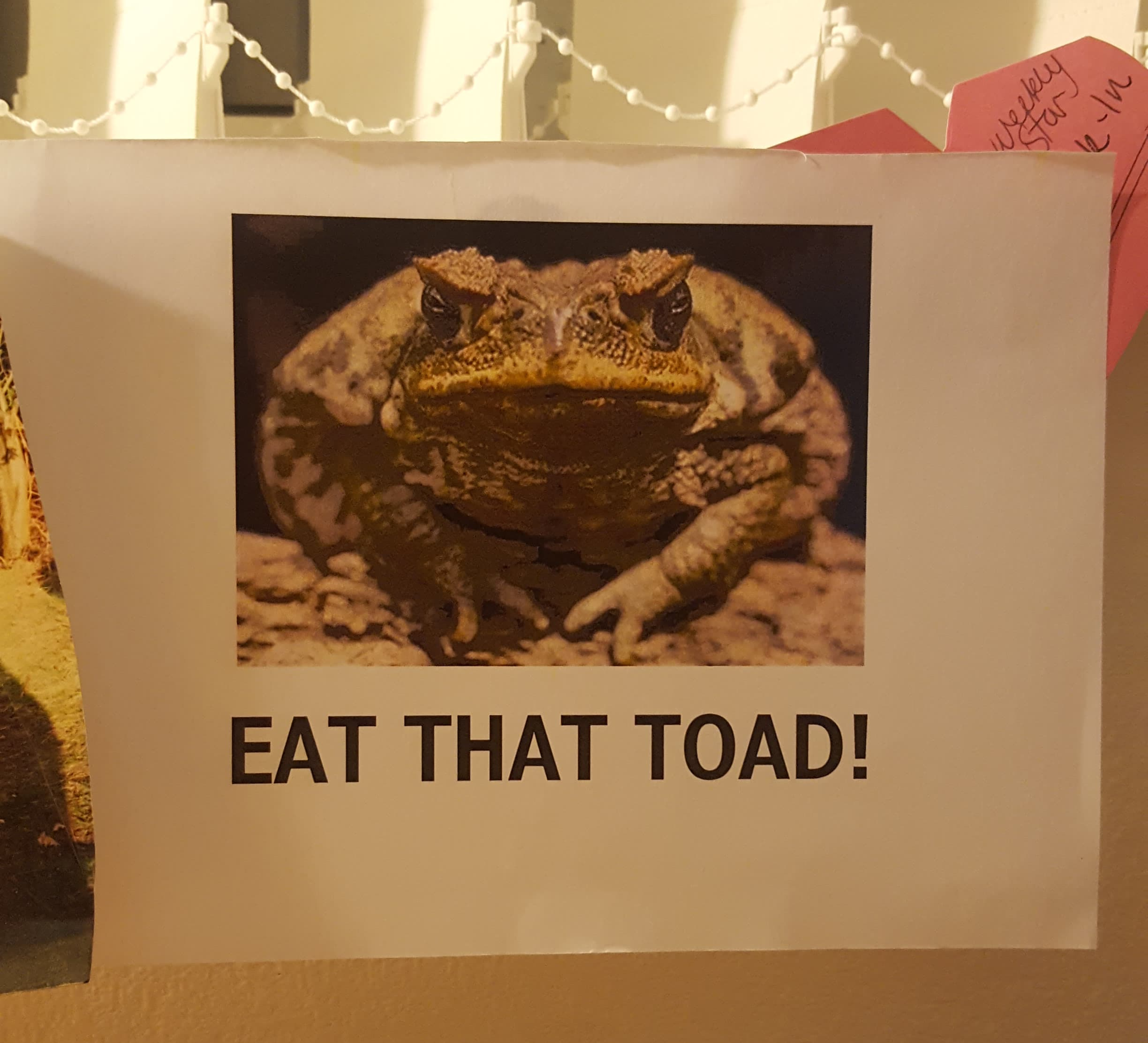 Toad!