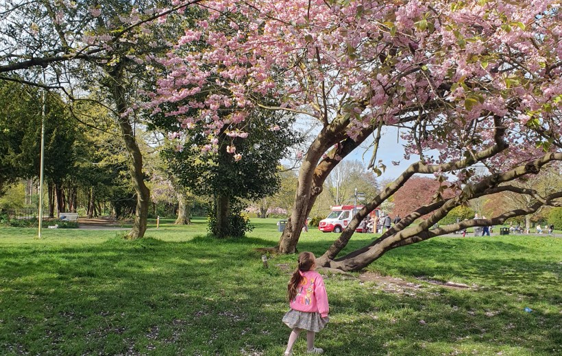 Blossom